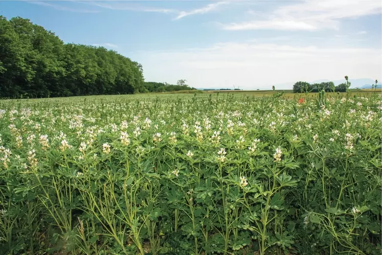 Parcelle de protéagineux. C'est l'une des dimensions du débat : peut-on prétendre à la souveraineté alimentaire en faisant l’économie d’une transition écologique ambitieuse pour réduire la dépendance aux importations des moyens de production ?