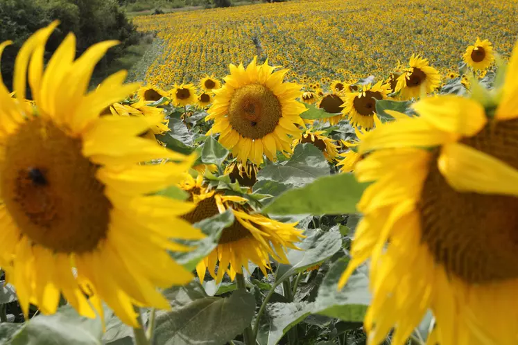 Les charges opérationnelles du tournesol avoisinent les 300 €/ha pour un rendement moyen de 23 q/ha et un produit brut autour de 1700 €/ha.
