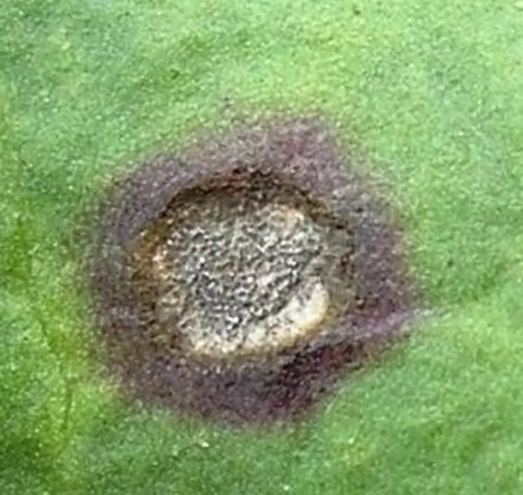 La cercosporiose provoque des taches puis une destruction des feuilles.