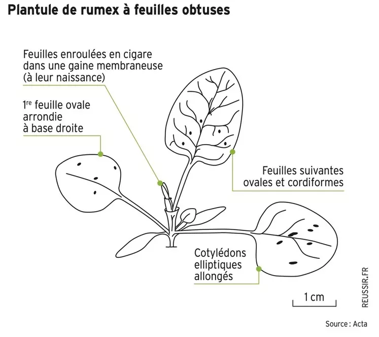 [Adventice] Désherbage : associer outils mécaniques et chimie contre les rumex crépus et à feuilles obtuses