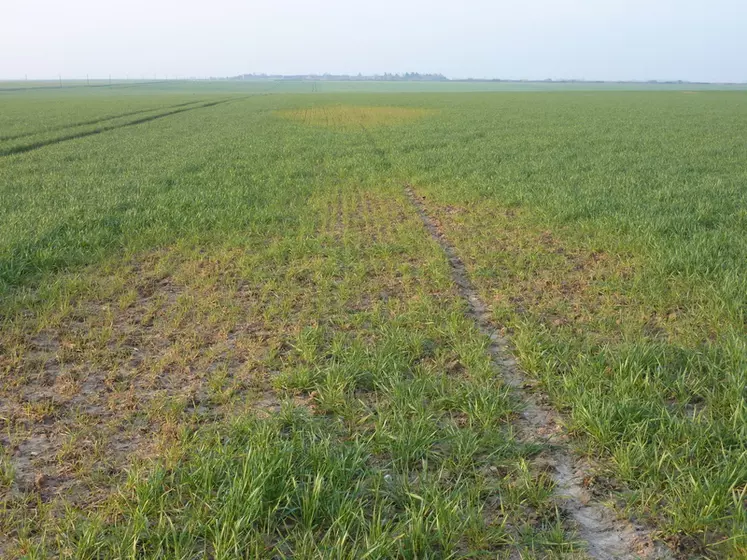 La présence de vastes zones de la parcelle décolorées peuvent être dues à la mosaïque.