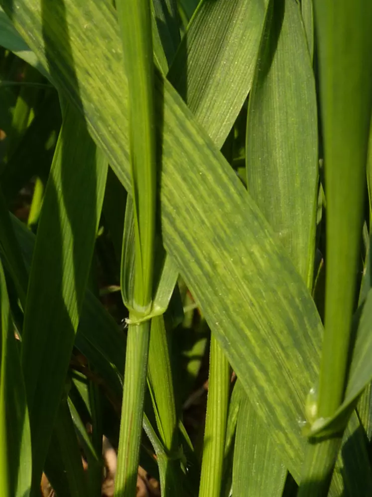 Des tirets chlorotiques le long des nervures sont typiques des mosaïques du blé.