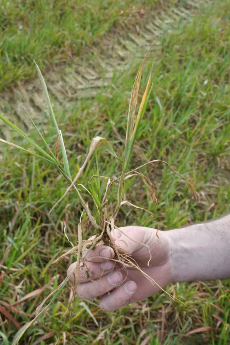 La maladie provoque une réduction de tallage avec un jaunissement puis dessèchement des feuilles.