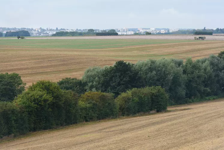 Selon les règles de la conditionnalité des aides PAC 2023 (ou BCAE pour bonnes conditions agricoles et environnementales) les infrastructures agroécologiques non productives (haies, jachères, bandes enherbées) doivent couvrir au moins 4 % des terres arables, ou 3 % si elles sont complétées par 4 % de cultures dérobées et plantes fixatrices d'azote non traitées.