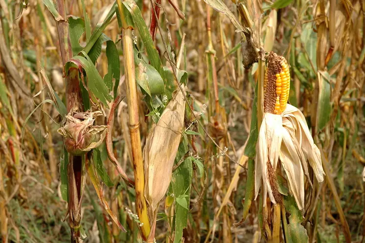 Malgré une sole française stable à 84 500 hectares, la production devrait se situer entre 70 et 75 % des objectifs initiaux.