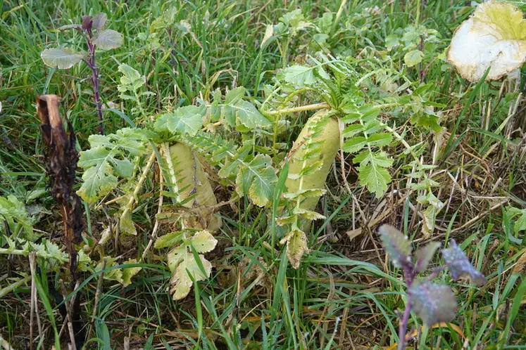 Le radis chinois peut être utilisé en interculture comme piège à altises.