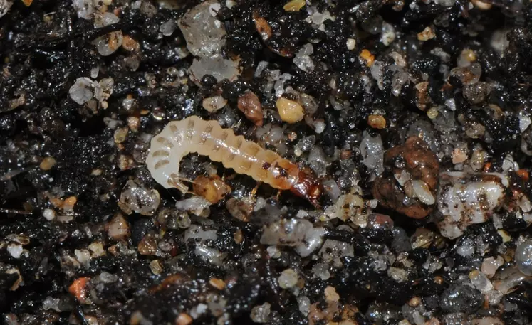 La larve de carabe est aussi carnassière que l'adulte.