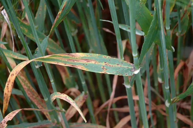 De petites taches "léopard" sur les feuilles sont caractéristiques de la ramulariose.