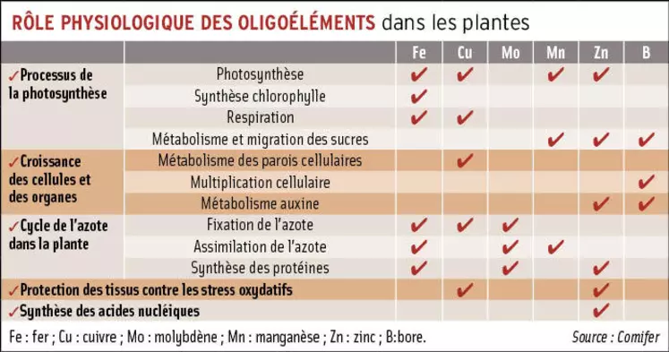 Fertilisation : des oligoéléments indispensables dans de nombreuses fonctions de la plante