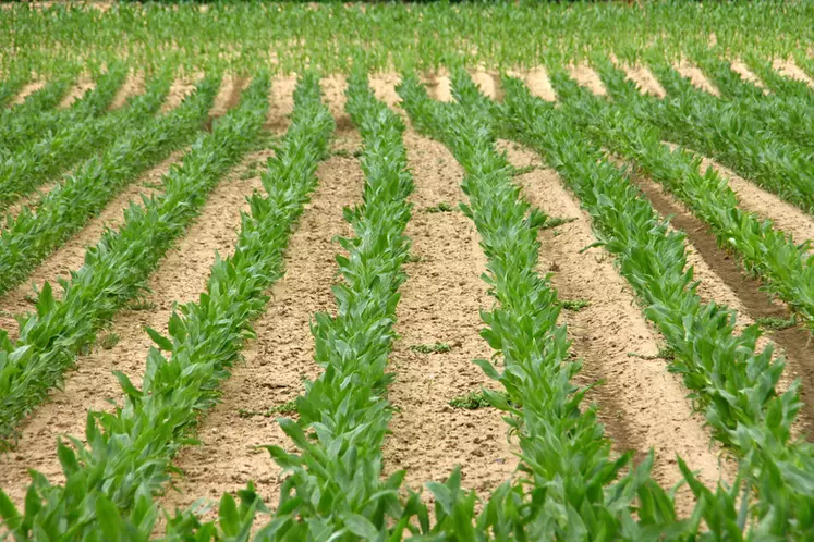 Des maïs à 60 cm d'inter-rang couvrent plus vite le sol que ceux à 75 cm, ce qui limite l'évaporation et les infestations d'adventices.