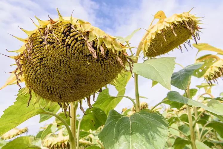 De plus en plus d'agriculteurs du Nord et de l'Est optent pour le tournesol, dont les nouvelles variétés apportent satisfaction.