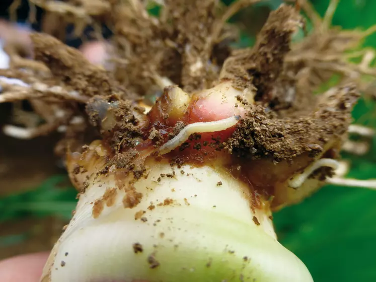 Les larves s'attaquent aux racines en dévorant celles coronaires.