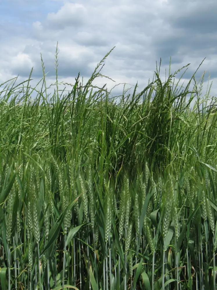 Dans des zones de grandes cultures, le ray-grass commence à résister au flufenacet.