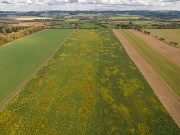 L'attaque de jaunisse constatée sur toute la zone de production française de production de betteraves pourrait conduire au plus bas rendement depuis quinze ans, selon la CGB, qui demande des mesures urgentes pour éviter l'effondrement des surfaces. © CGB