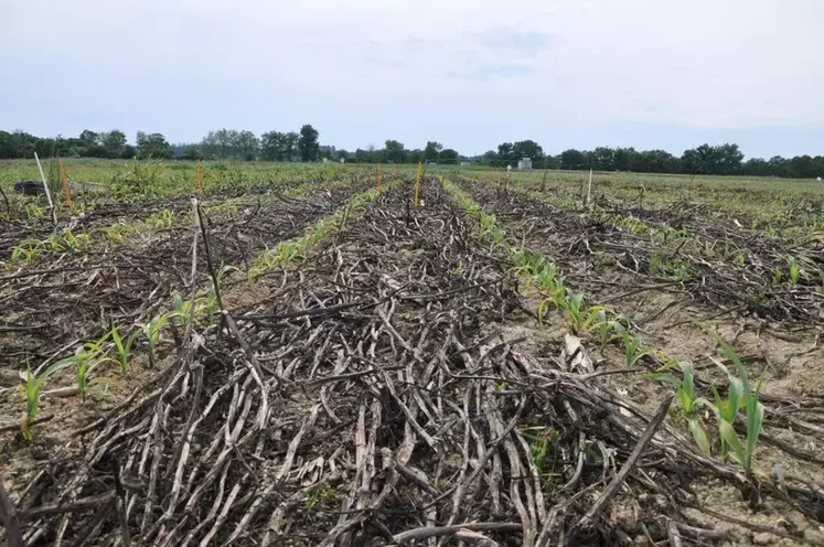 Le semis direct sous couvert végétal (maïs sous féverole ici) génère des terres "puits à carbone" dont les agriculteurs pourraient être rémunérés sur leur contribution à réduire les gaz à effet de serre. © L. Alletto