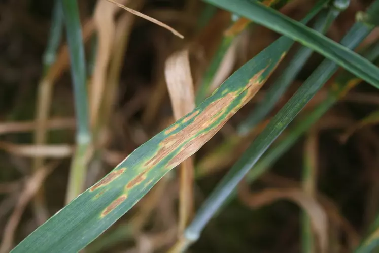 Contre la septoriose, Pygmalion peut être associé à une spécialité à base de soufre pour une solution 100 % biocontrôle très efficace.