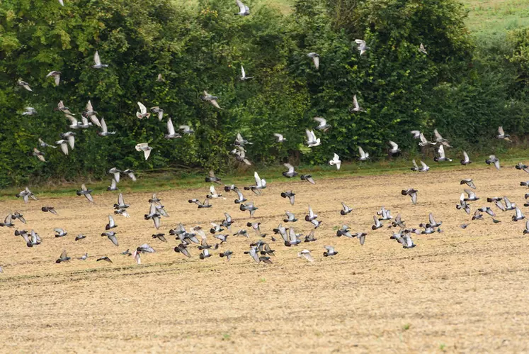 La proximité de villes ou villages peut favoriser l'installation de troupes importantes de pigeons bisets sur les cultures.