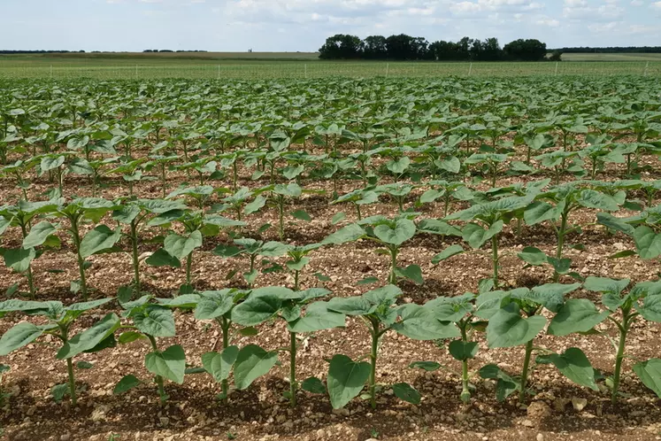 Les premiers stades du tournesol sont importants à réussir pour assurer une récoltes à des dates pas trop tardives.