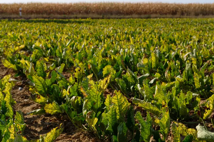 Contre la jaunisse transmise par des pucerons, les néonicotinoïdes sur semences de betterave constituent la solution de lutte la plus efficace. © G. Omnès