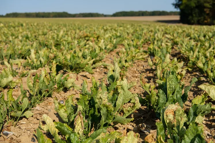 Virus de la jaunisse sur la betterave à sucre