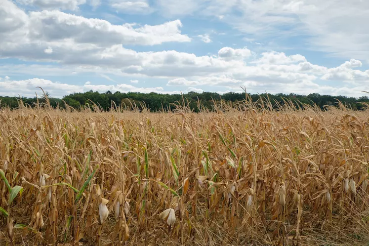 La filière maïs demande la préservation de moyens de lutte contre les bioagresseurs et la sécurisation de l'accès à l'eau. Les contours de la nouvelle PAC seront aussi un enjeu de taille. © G. Omnès