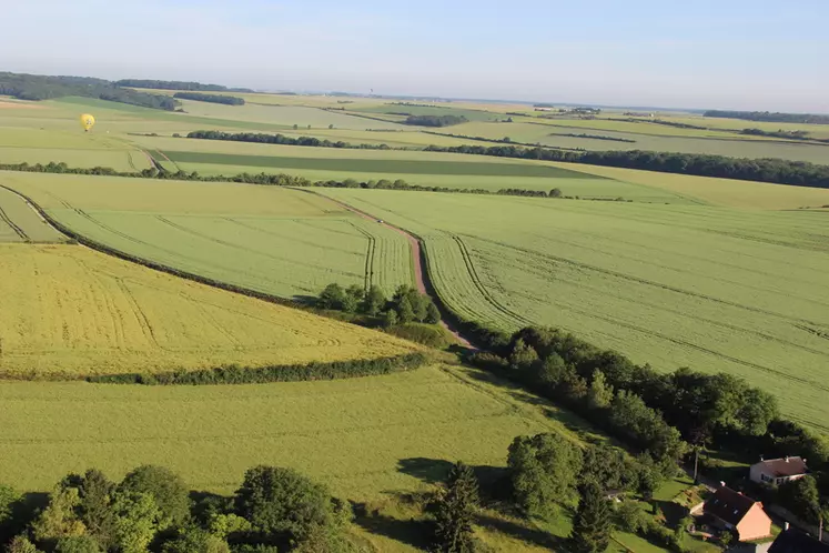 La plaine agricole est l'habitat de prédilection de l'alouette des champs. © N. Ouvrard