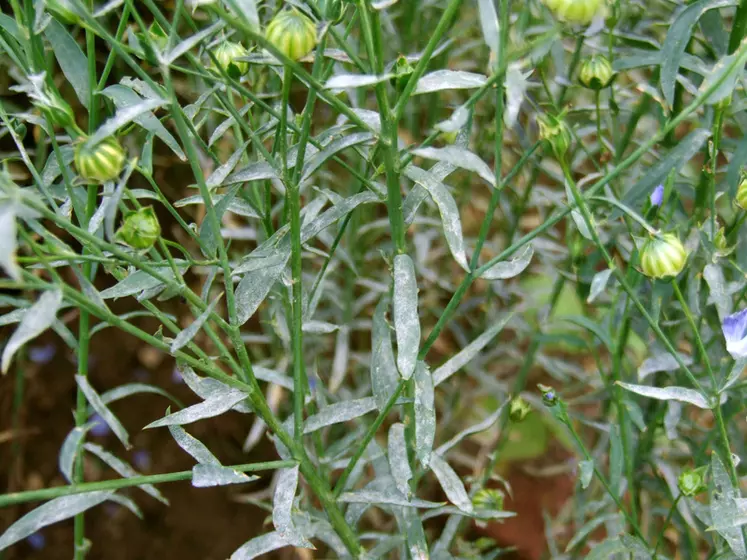 Symptômes de l'oïdium sur feuilles de lin de printemps, Grignon, mi juillet