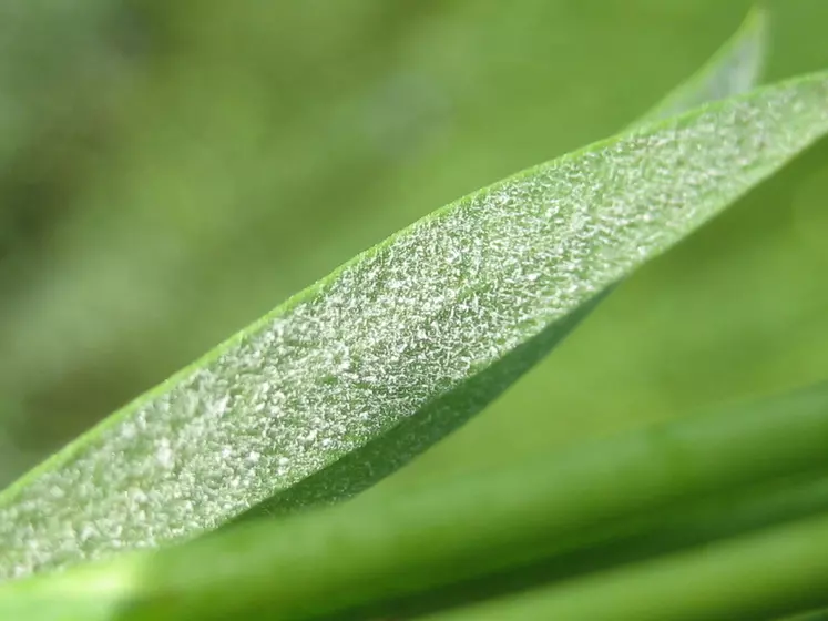Le feutrage blanc sur les feuilles est caractéristique de l'oïdium.