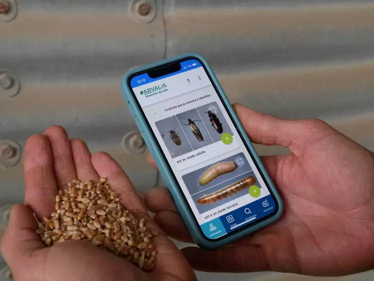 La nouvelle application numérique d'Arvalis permet d'identifier et de gérer les insectes présents dans les silos de stockage des céréales. 