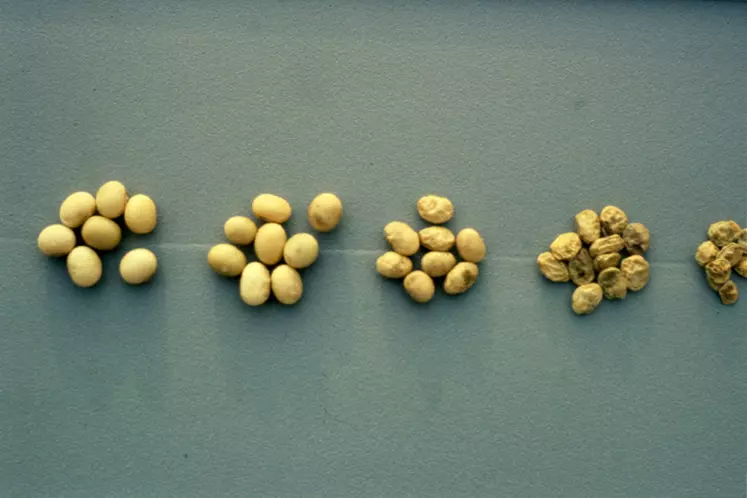 Les graines diminuent en taille et en poids et prennent une apparence ridée pour celles les plus touchées.