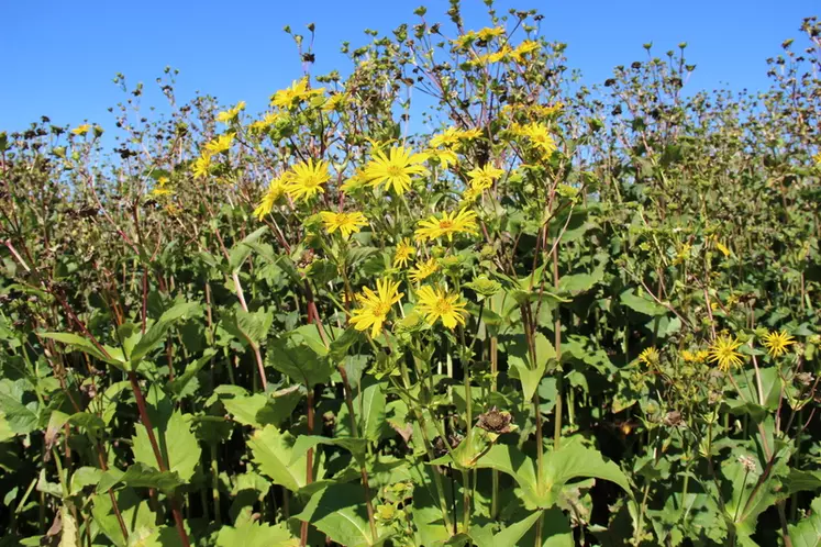 En plus d'être une bonne candidate pour la méthanisation et de résister aux aléas climatiques, la silphie produit des fleurs jaunes attractives pour les abeilles. © C. Gloria