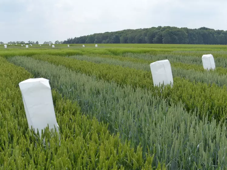 La production de semences de blé hybride est désormais déléguée à des distributeurs, au même titre que les semences de lignées.