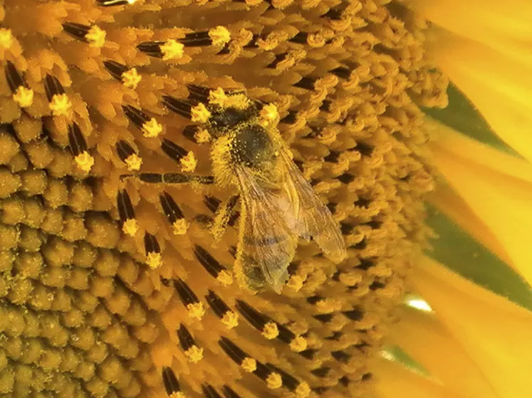 Abeille sur un capitule de tournesol. Pollinisation des plantes par les insectes. Nectar et pollen. Faune utile. Insecte pollinisateur butineur.