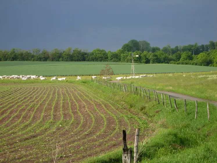 DSCN8346 / champ, maïs, paysage agricole de Lorraine, bovins, charolais, troupeau, ciel d'orage