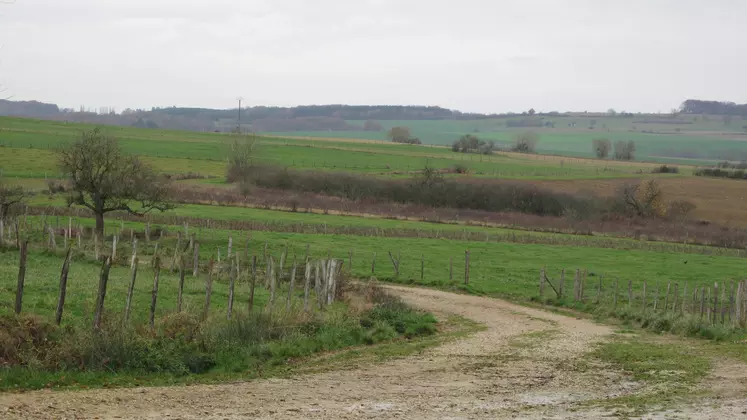 Chemin rural entre des parcelles agricoles.