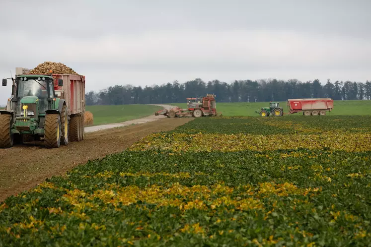 Les semis de betteraves se feront cette année sans semences enrobées aux NNI.