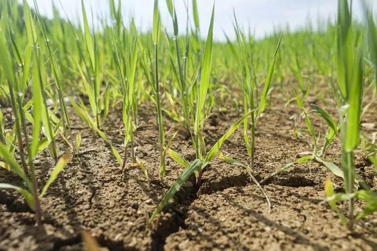 mai 2022. Culture d' orge de printemps pénalisée par un temps sec dans le sud Seine-et-Marne