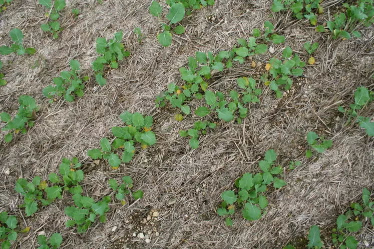 I M G _ 4 1 9 2 /  levée d'un colza implanté en semis direct, stade premières feuilles, automne, non travail du sol, résidus de culture,  oléagineux.
