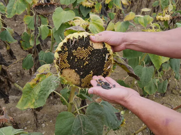 Tournesol : floraison, quand le couper, récupérer les graines