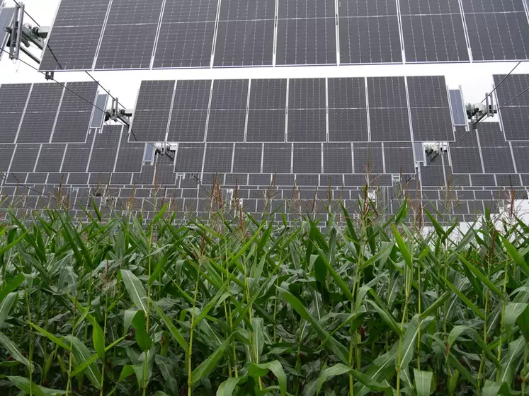 Au-dessus des cultures, les panneaux photovoltaïques sont inclinés à la verticale en cas de pluie.
