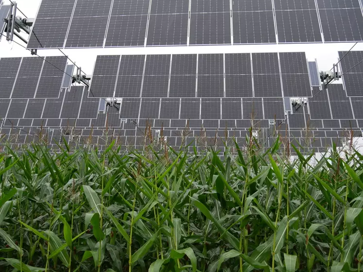 Agrivoltaïque : l'invention d'un panneau solaire semi-transparent qui  stimule la croissance des végétaux - NeozOne