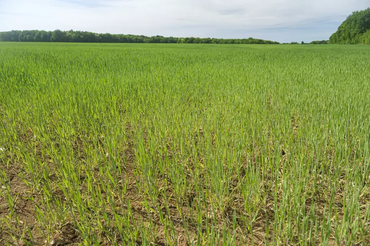 mai 2022. Culture d' orge de printemps pénalisée par un temps sec dans le sud Seine-et-Marne