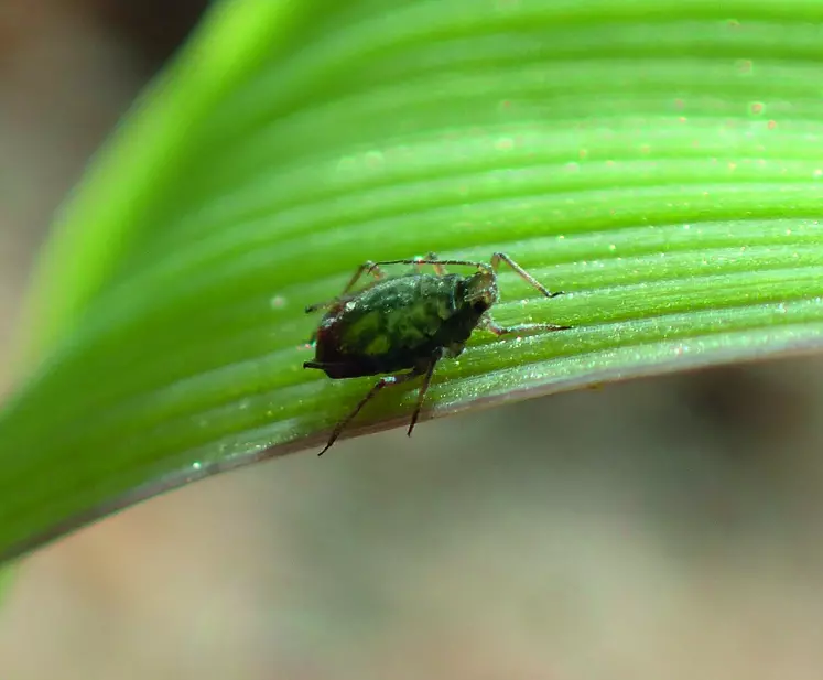 Le puceron Rhopalosiphum padi est le principal vecteur de la JNO. Il se caractérise par l’arrière de l’abdomen de teinte rouge.