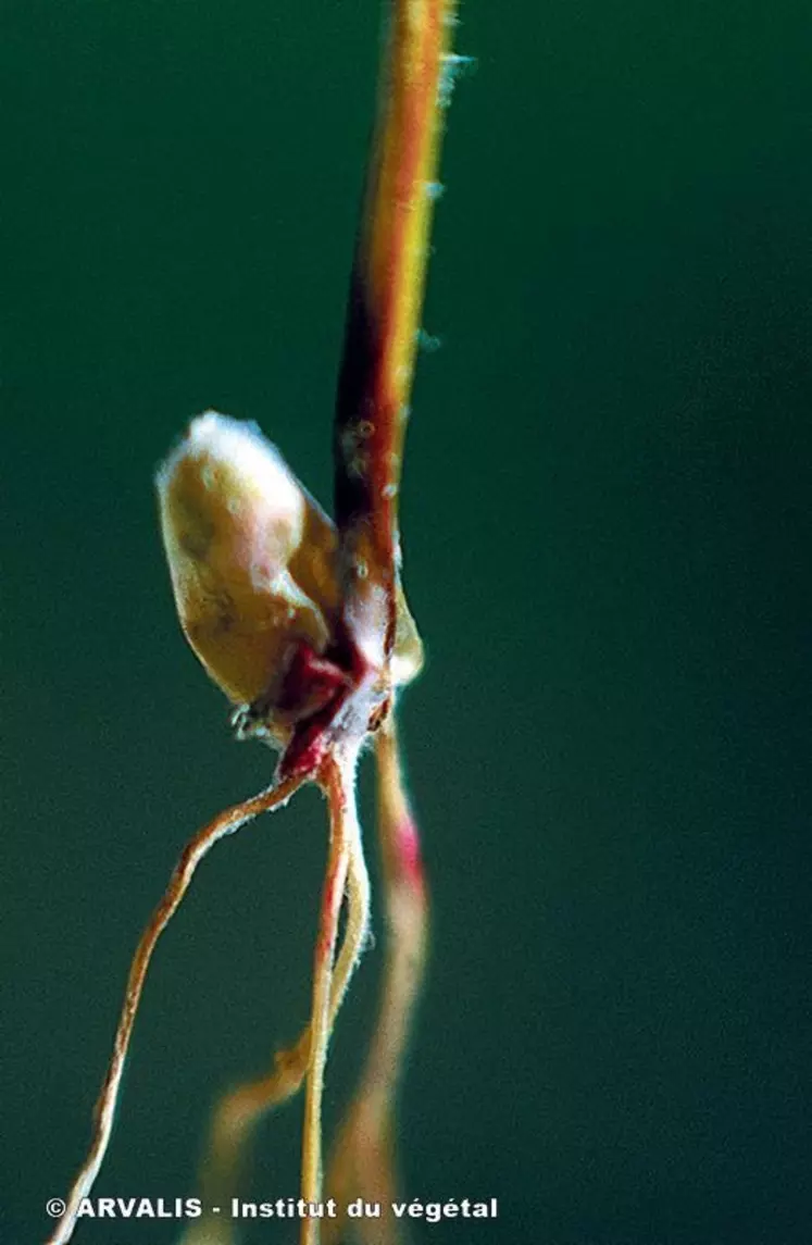Certains champignons responsables de fontes de semis provoquent un symptôme de tache brune diffuse à la base du coléoptile.
