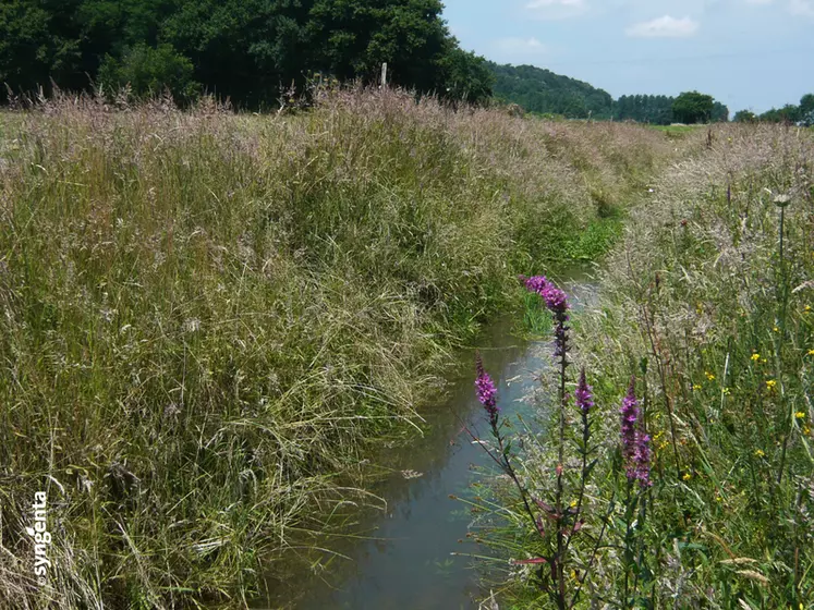 Entretien des bords de cours d'eau. Enherbement naturel. Flore sauvage. Maintien de la biodiversité. Nature. Préservation des sites naturels.