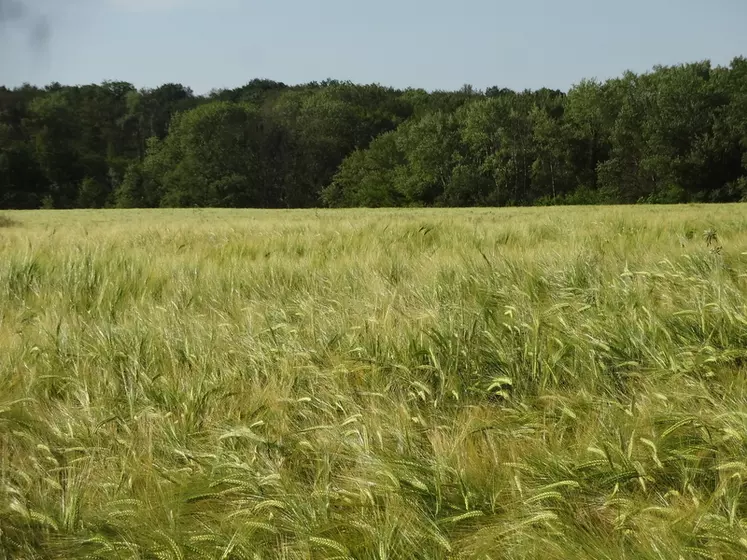 champ de blé en agriculture biologique en Bresse, 2023