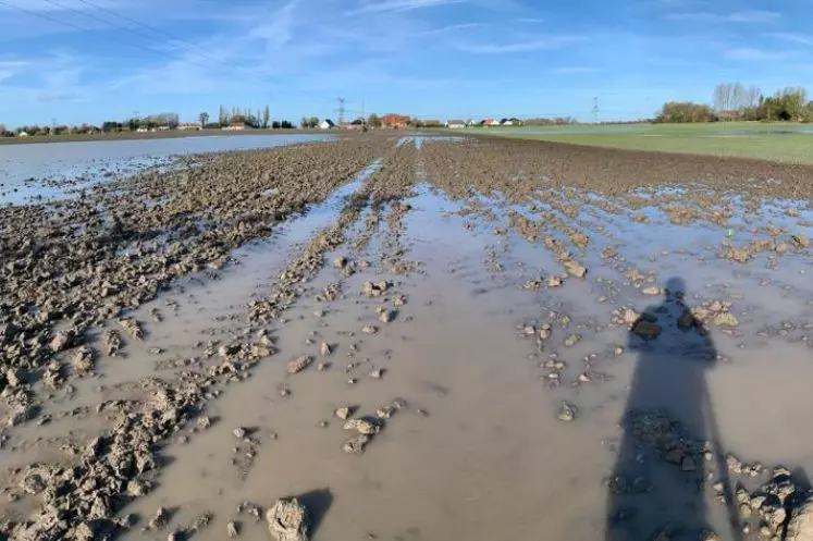 Parcelle de blé inondée dans le Pas-de-Calais suite aux fortes précipitations et à la crue de l'Aa, novembre 2023