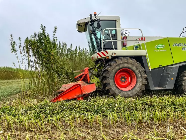 Récolte du chanvre par une entreprise de travaux agricoles avec une faucheuse Claas en Vendée. Septembre 2023