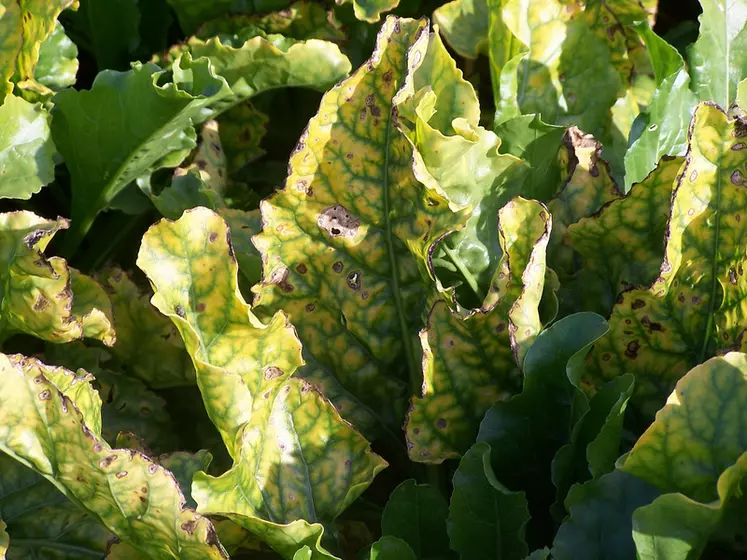 Maladies des plantes cultivées. Symptômes de jaunisse virale sur culture de betterave sucrière. Jaunissement des feuilles de betteraves dû à un virus. 