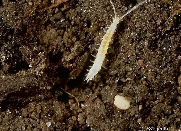 L'adulte de scutigérelle présente un corps translucide de 8 mm de long et avec douze paires de pattes.